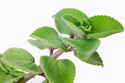 Forskolin Gelatide